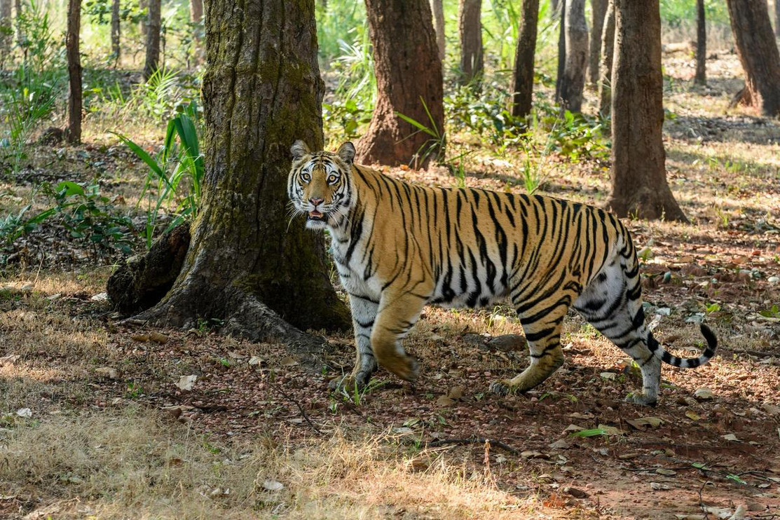 Bengal tiger